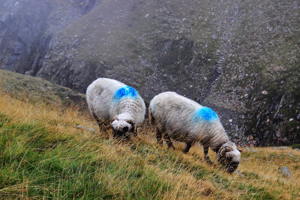 austrackie owce ;)